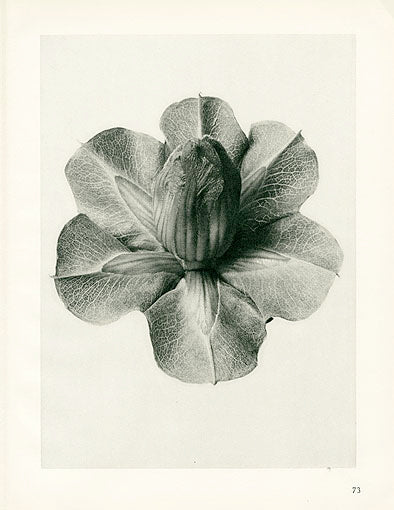 Karl Blossfeldt Original Corbaea Scandens