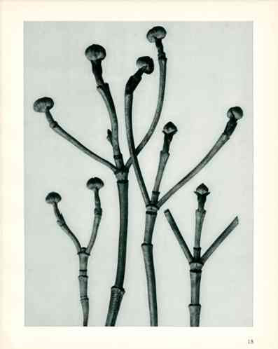Karl Blossfeldt Original Cornus Flo.