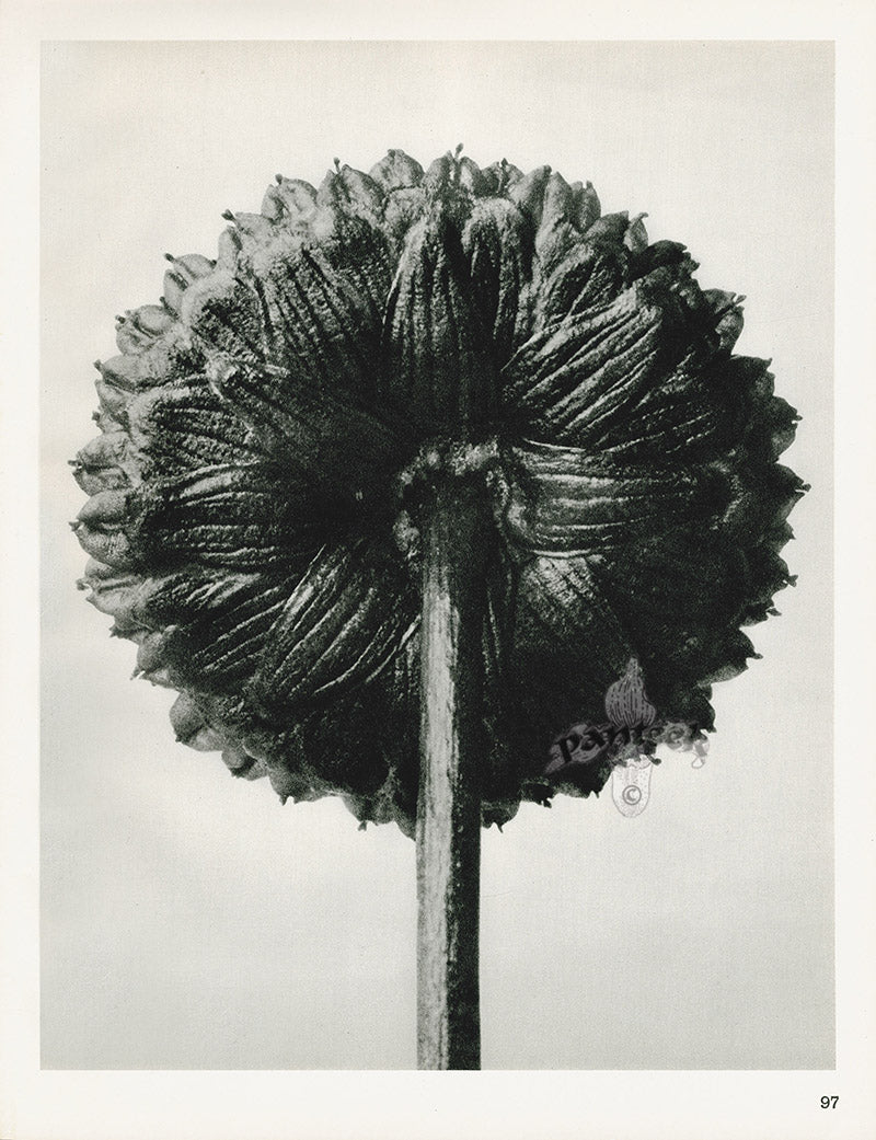 Karl Blossfeldt Original Cotula Coronopifolia