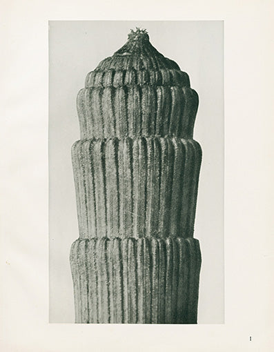 Karl Blossfeldt Original Equisetum Hiemal