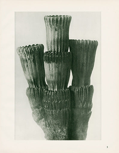 Karl Blossfeldt Original Equisetum Hyemale