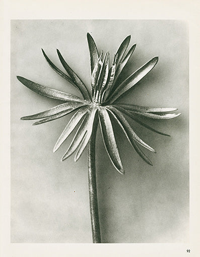 Karl Blossfeldt Original Eranthis Hiemalis