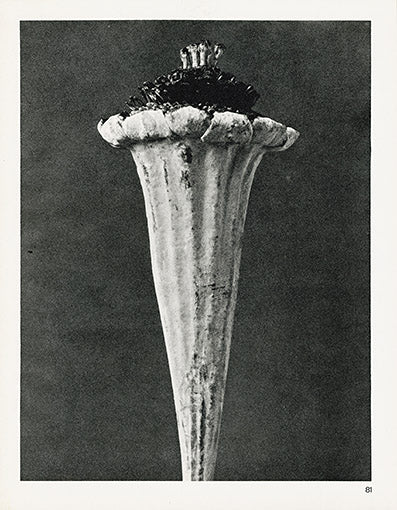 Karl Blossfeldt Original Funnel Weed