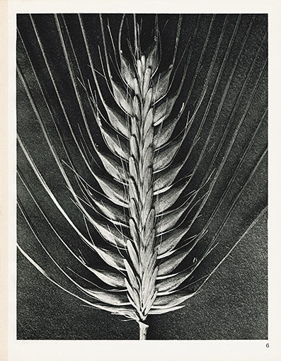 Karl Blossfeldt Original Hordeum Distichum