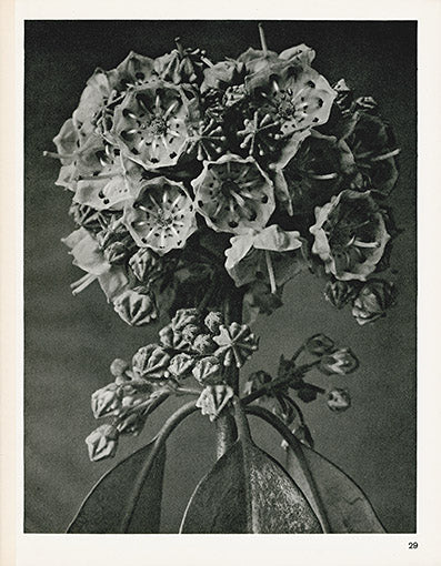 Karl Blossfeldt Original Kalmia Augustifolia