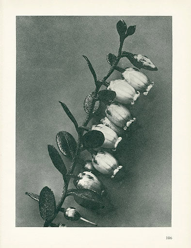 Karl Blossfeldt Original Lyonia Caliculata
