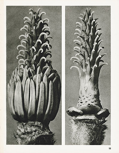 Karl Blossfeldt Original Magnolia Denudata