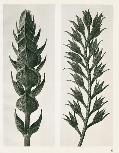 Karl Blossfeldt Original Meadow Sage