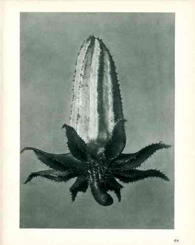 Karl Blossfeldt Original Michauxia