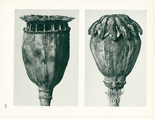 Karl Blossfeldt Original Papaver