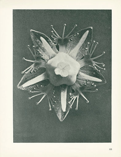 Karl Blossfeldt Original Parnassia Palustris