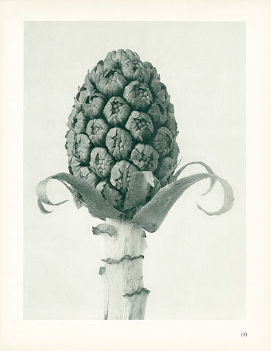 Karl Blossfeldt Original Petasites Officinalis