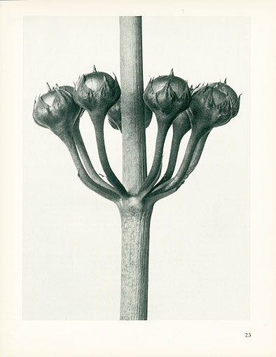 Karl Blossfeldt Original Primula Japonica