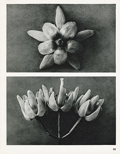 Karl Blossfeldt Original Print Solanum