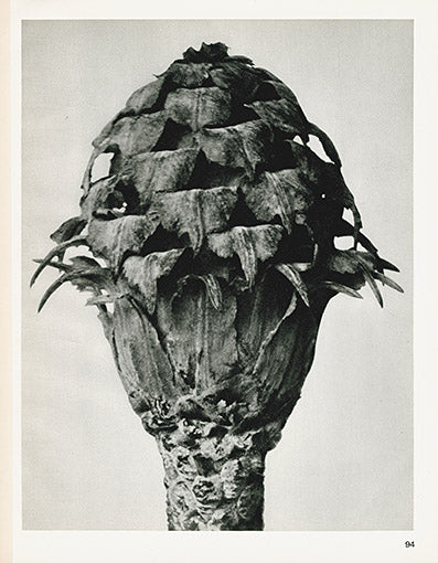 Karl Blossfeldt Original Print Trollius