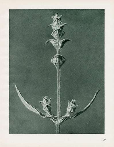 Karl Blossfeldt Original Salvia