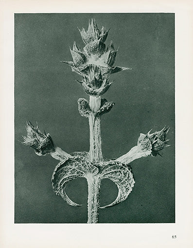 Karl Blossfeldt Original Salvia Aethiopis