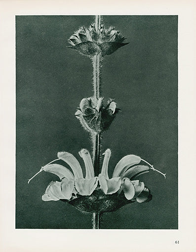 Karl Blossfeldt Original Salvia Arg.