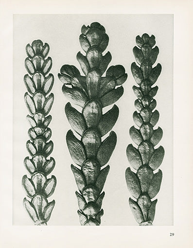 Karl Blossfeldt Original Thujopsis Dolobrata