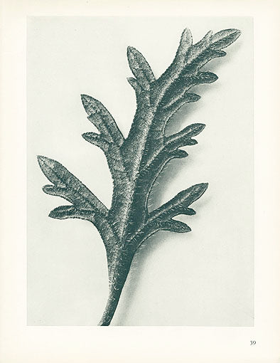 Karl Blossfeldt Original Verbena Canadensis