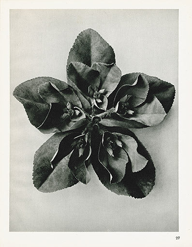 Karl Blossfeldt Photogravure Cajophora
