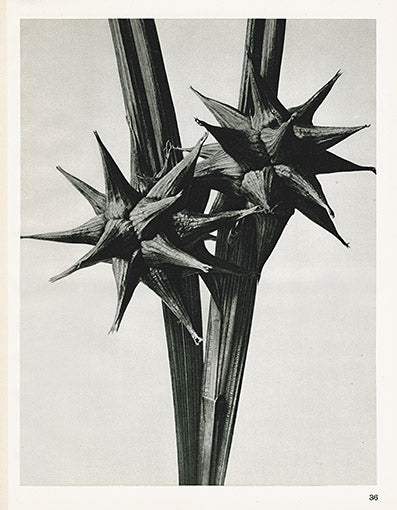 Karl Blossfeldt Photogravure Carex Grayi