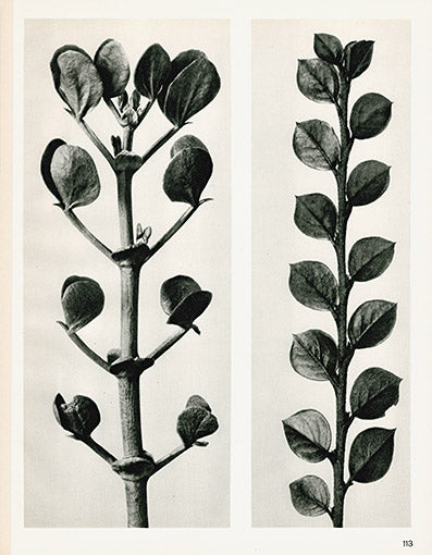 Karl Blossfeldt Photogravure Zygophyllum