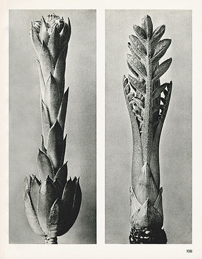 Karl Blossfeldt Print Cephalaria Dipsacoides