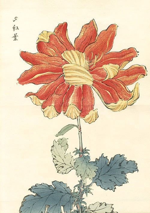 Keika Hasegawa Folio Orange Red Chrysanthemum Woodblock