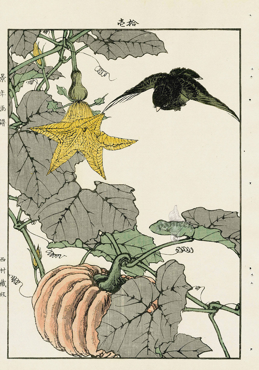 Keinen Imao Bird and Flower Albums Black Robin, Pumpkin