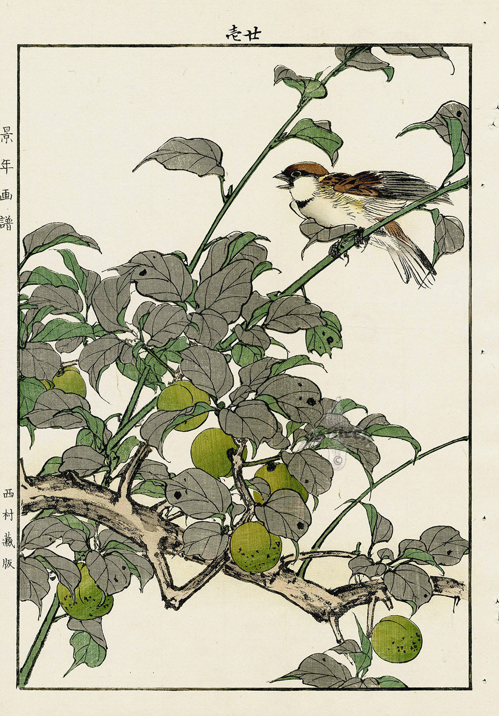 Keinen Imao Bird and Flower Albums Daisy, Sparrow, Plum