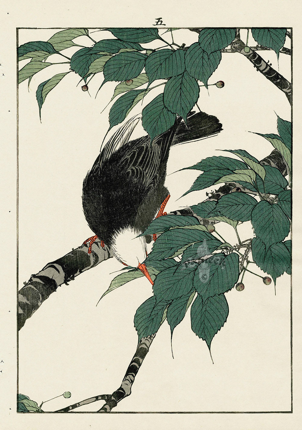 Keinen Imao Bird and Flower Albums Elm, Black Bubul