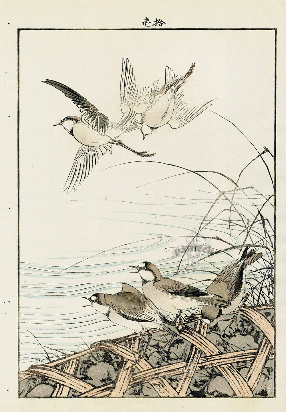 Keinen Imao Bird and Flower Albums Five Plovers, Reeds, Basket