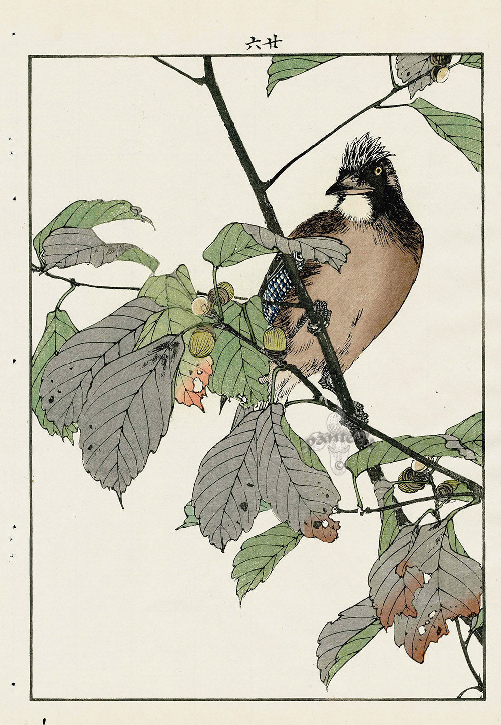 Keinen Imao Bird and Flower Albums Japanese Oak, Jay