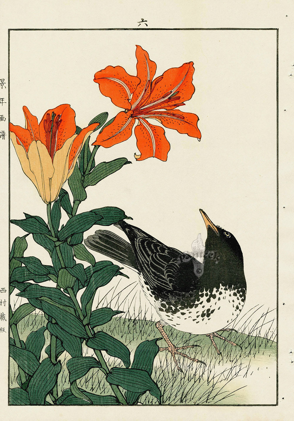 Keinen Imao Bird and Flower Albums Lily, Bubul