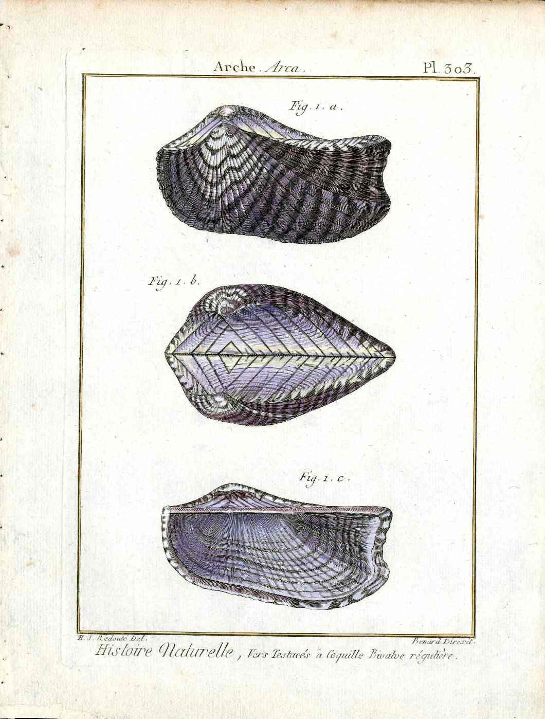 Lamarck Antique Ark Shells 1782