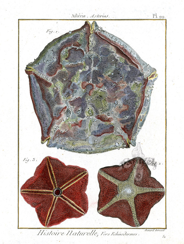 Lamarck Antique Cushion Starfish 1782