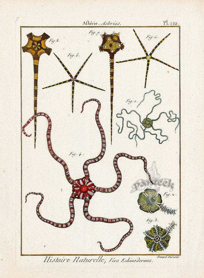 Lamarck Antique Daisy Brittle Star 1782