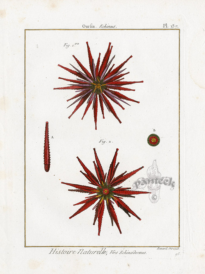 Lamarck Antique Fire Urchin 1782
