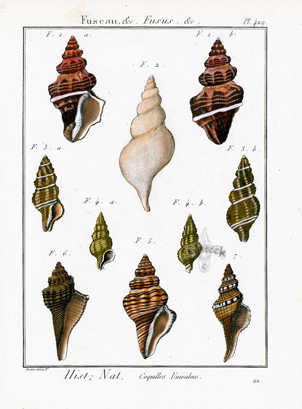 Lamarck Antique Fusus Shells 1782 | Panteek Antique Prints