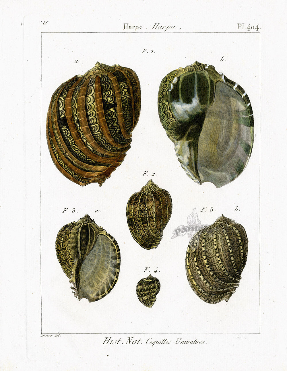 Lamarck Antique Harp Shells 1782