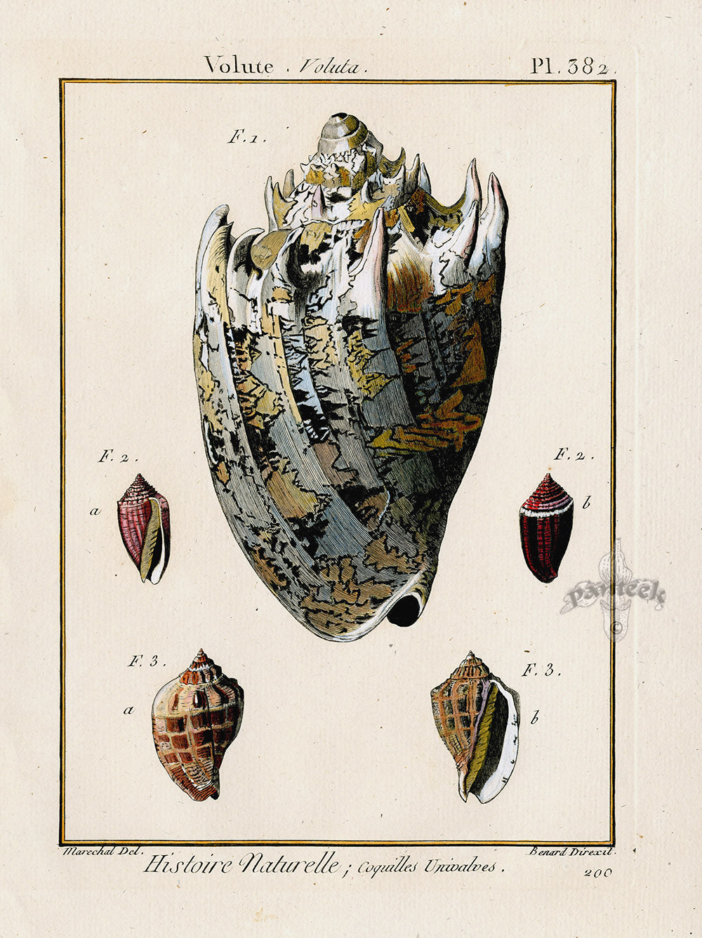 Lamarck Antique Music Volute Shells 1782