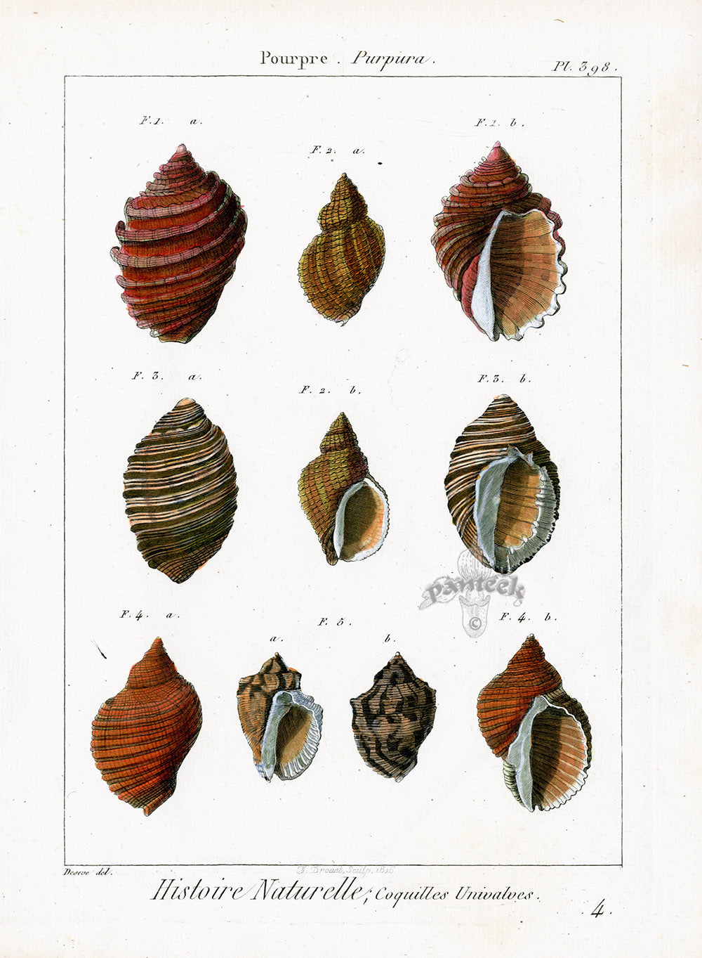 Lamarck Antique Purpura Shells 1782