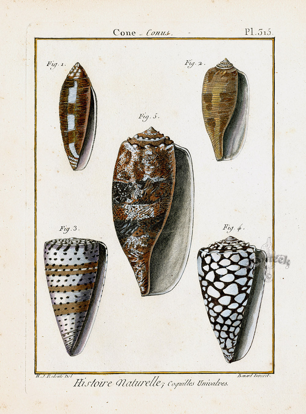 Lamarck Antique Regular Cone Shells 1782