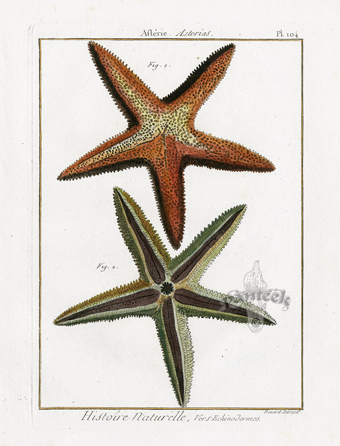 Lamarck Antique Sea Star 1782