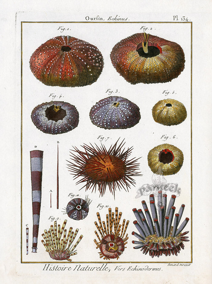 Lamarck Antique Slate Pencil Urchin 1782