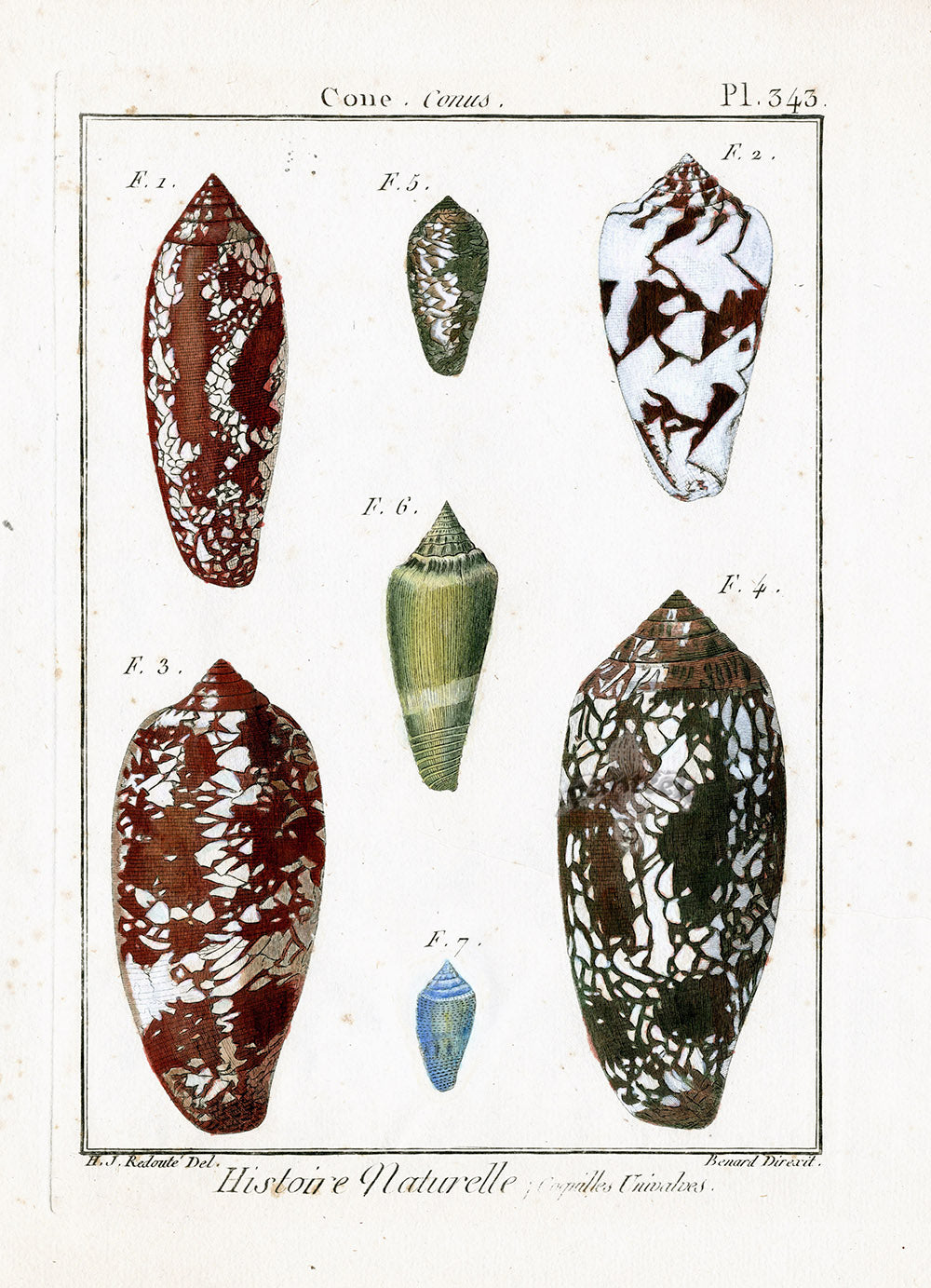 Lamarck Antique Textile Shells 1782