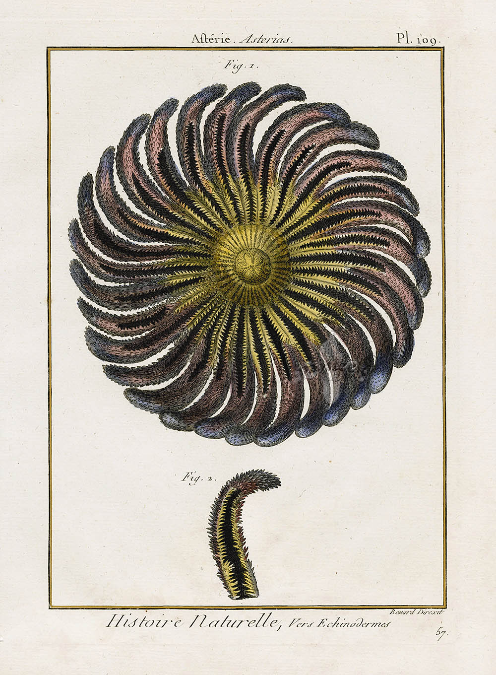 Lamarck Antique Yellow, Pink Common Sunstar 1782