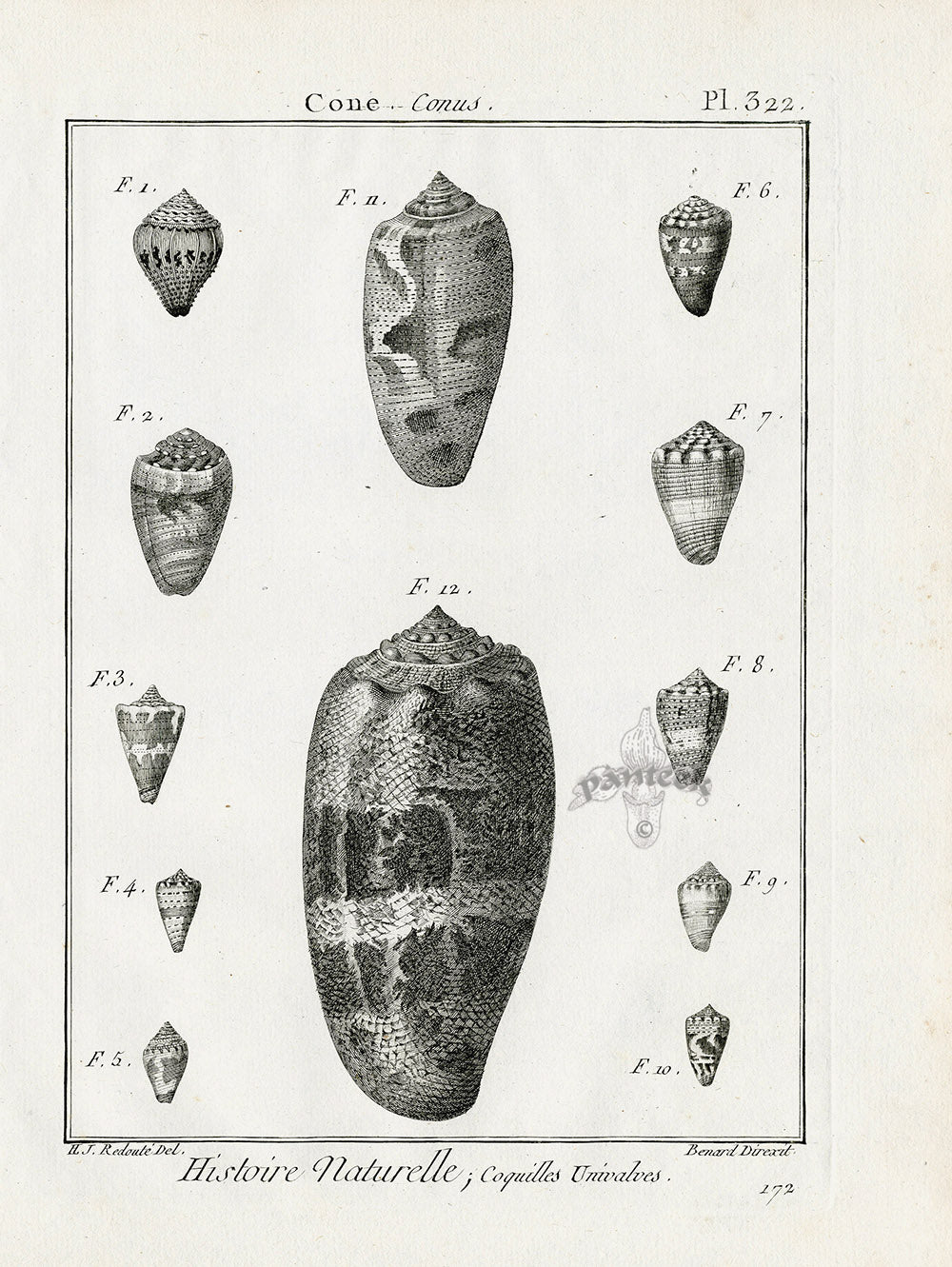 Lamarck Black and White Cone Shells 1757