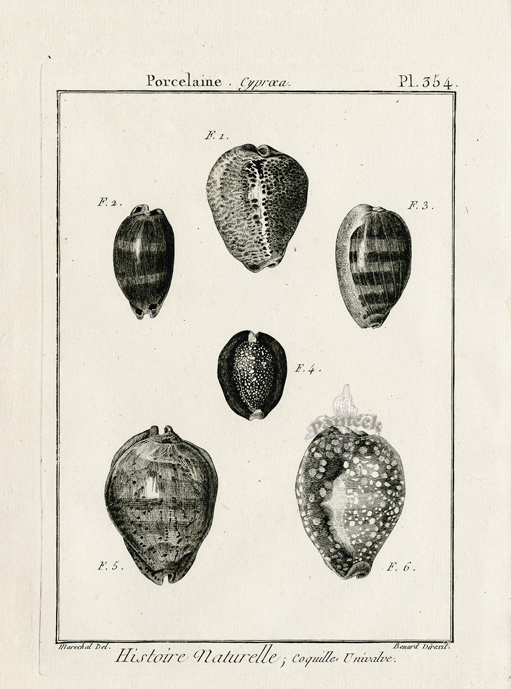 Lamarck Black and White Cowrie Shells 1757